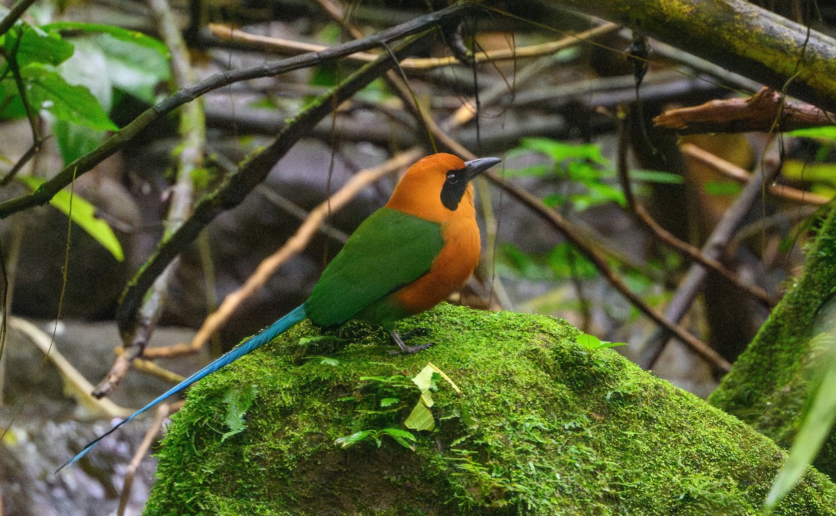 Rufous Motmot - ML652660403