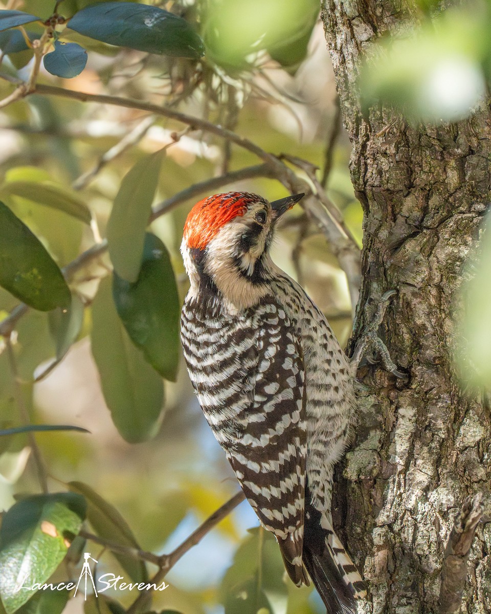 Ladder-backed Woodpecker - ML652660431