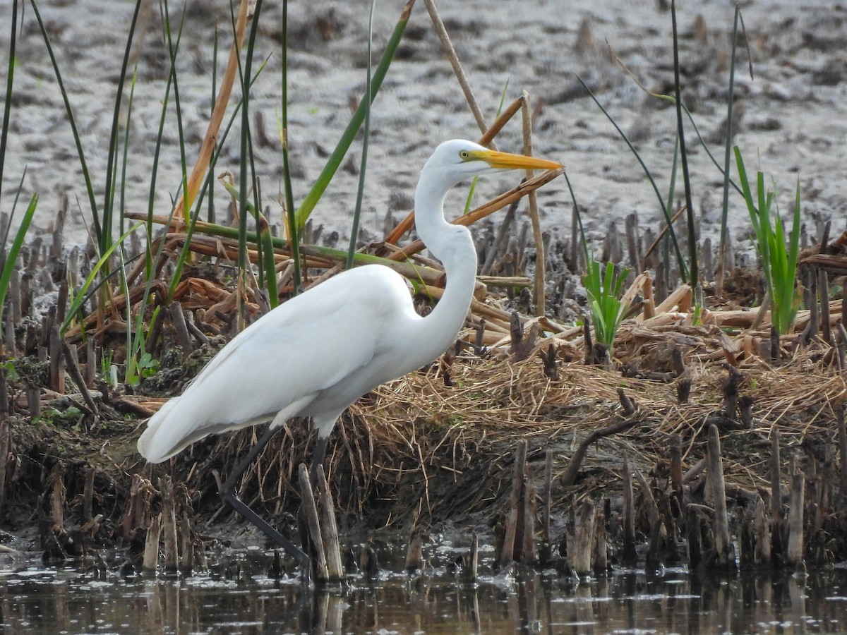 Koartza zuria - ML652660524