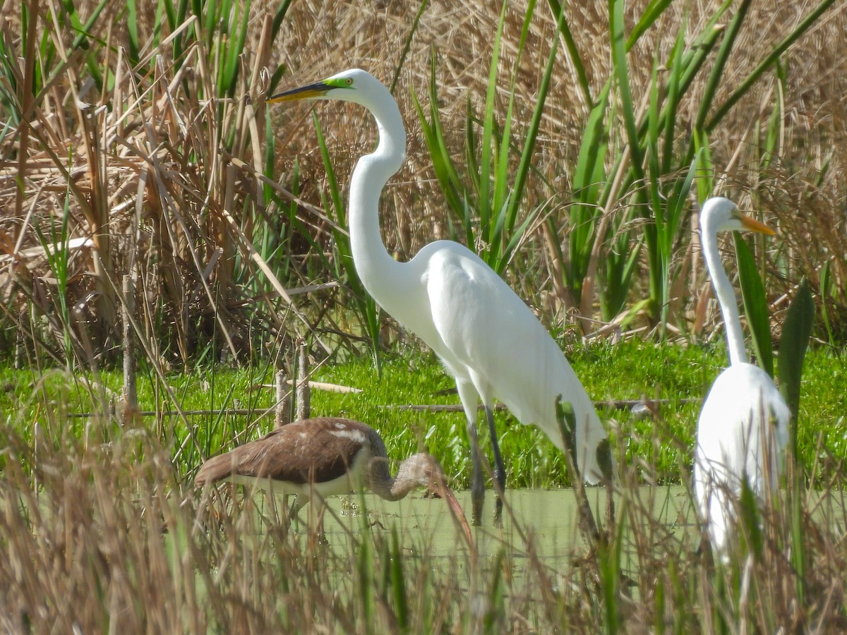 Koartza zuria - ML652660528