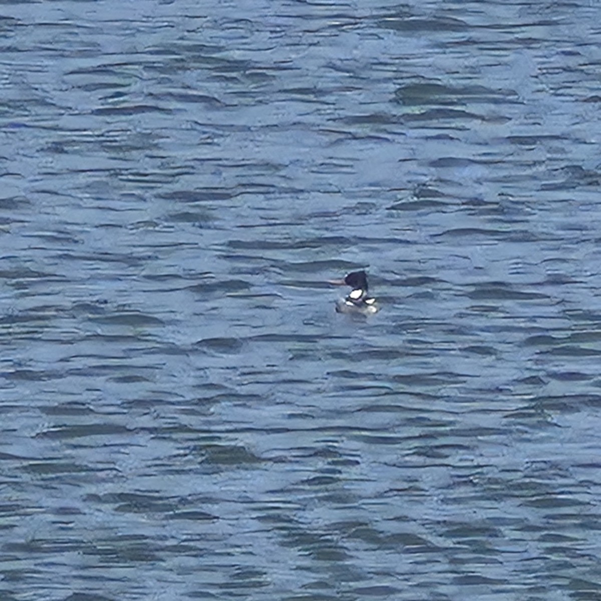 Red-breasted Merganser - ML652660544
