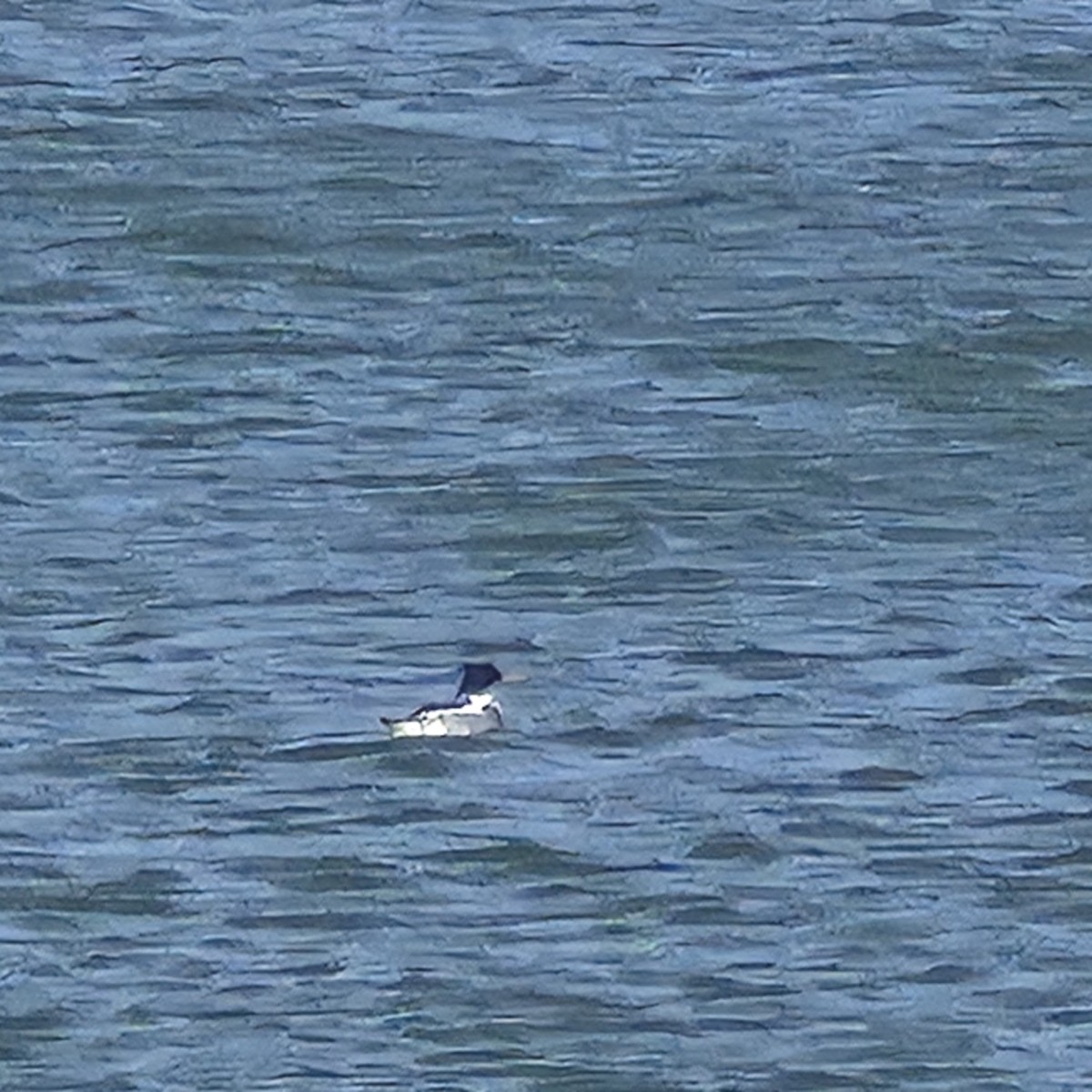 Red-breasted Merganser - ML652660545