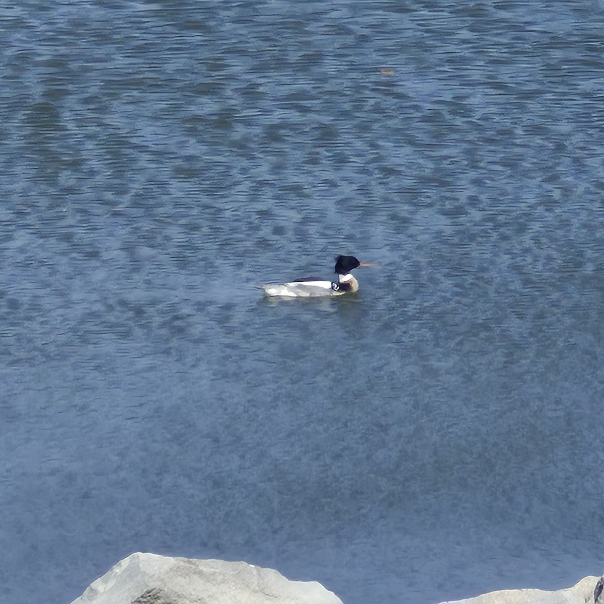 Red-breasted Merganser - ML652660546
