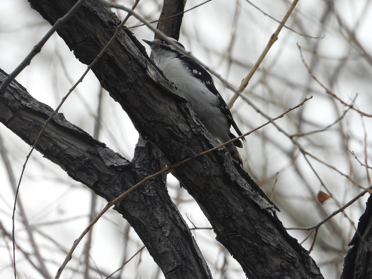 Downy Woodpecker (Rocky Mts.) - ML652660560