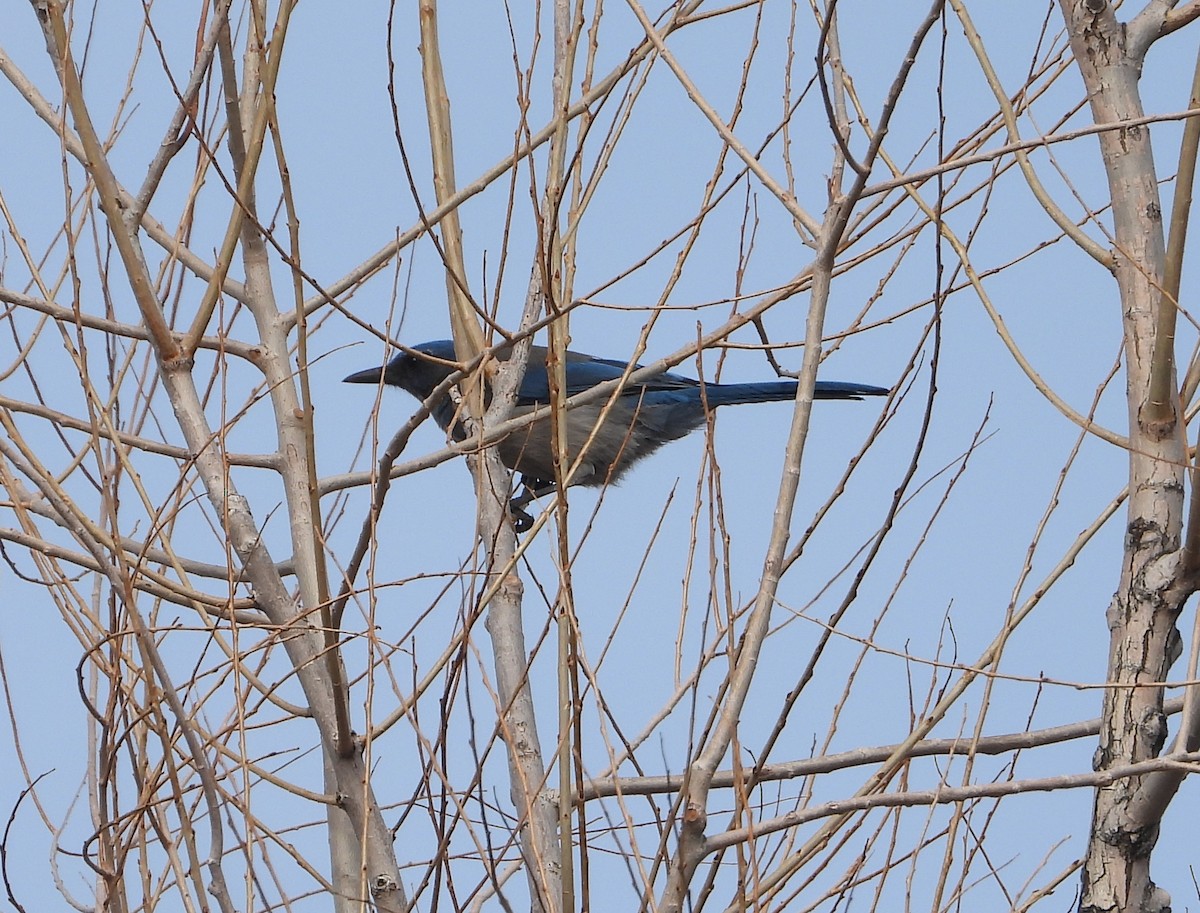 Woodhouse's Scrub-Jay - ML652660561