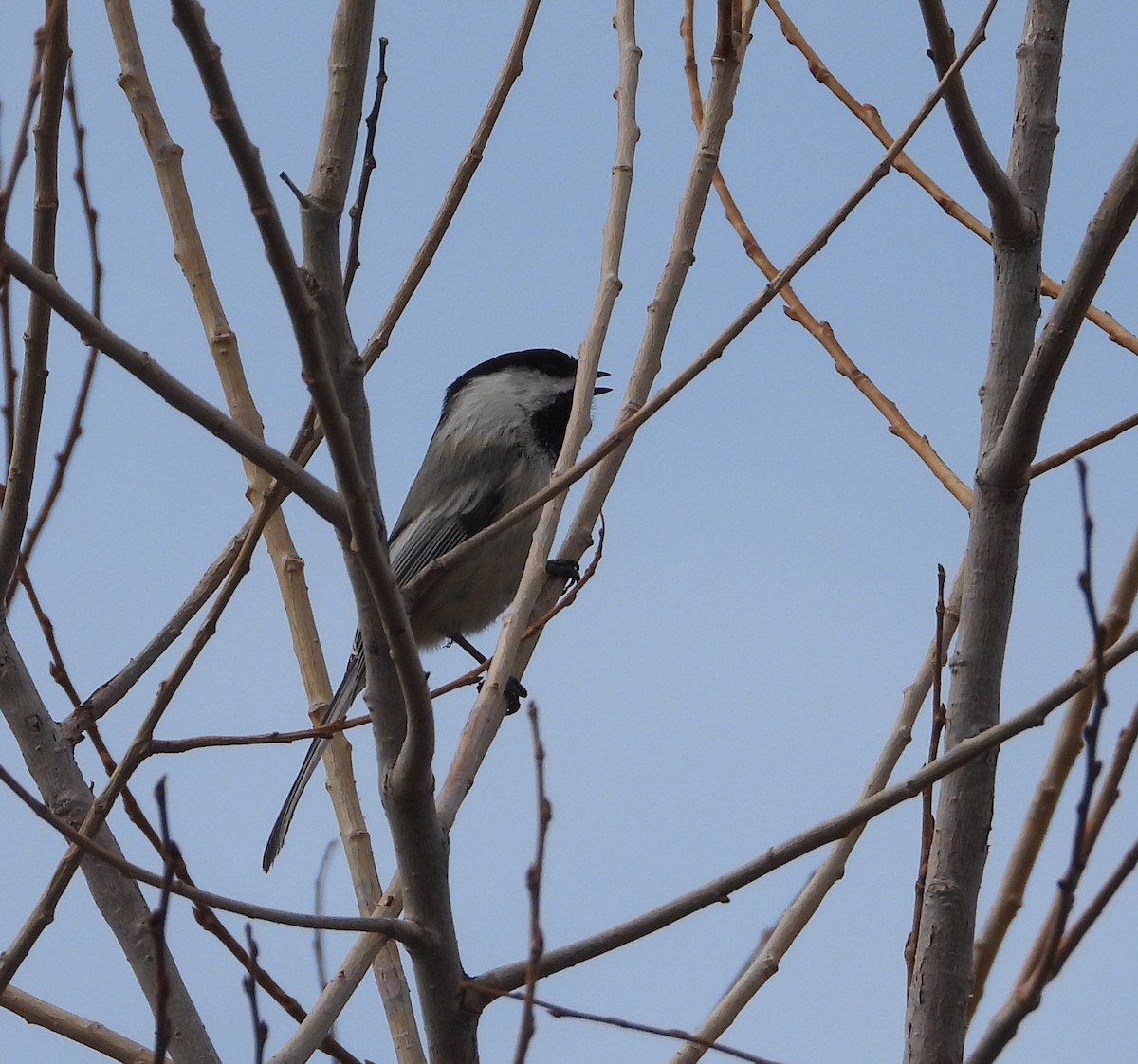 Black-capped Chickadee - ML652660569