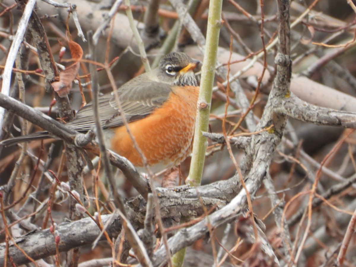 American Robin - ML652660574