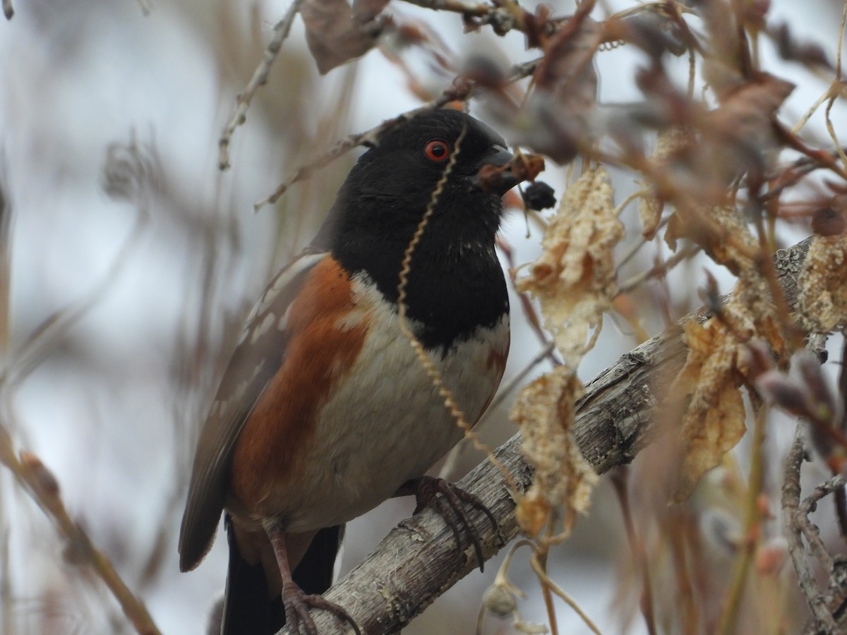 Spotted Towhee - ML652660581
