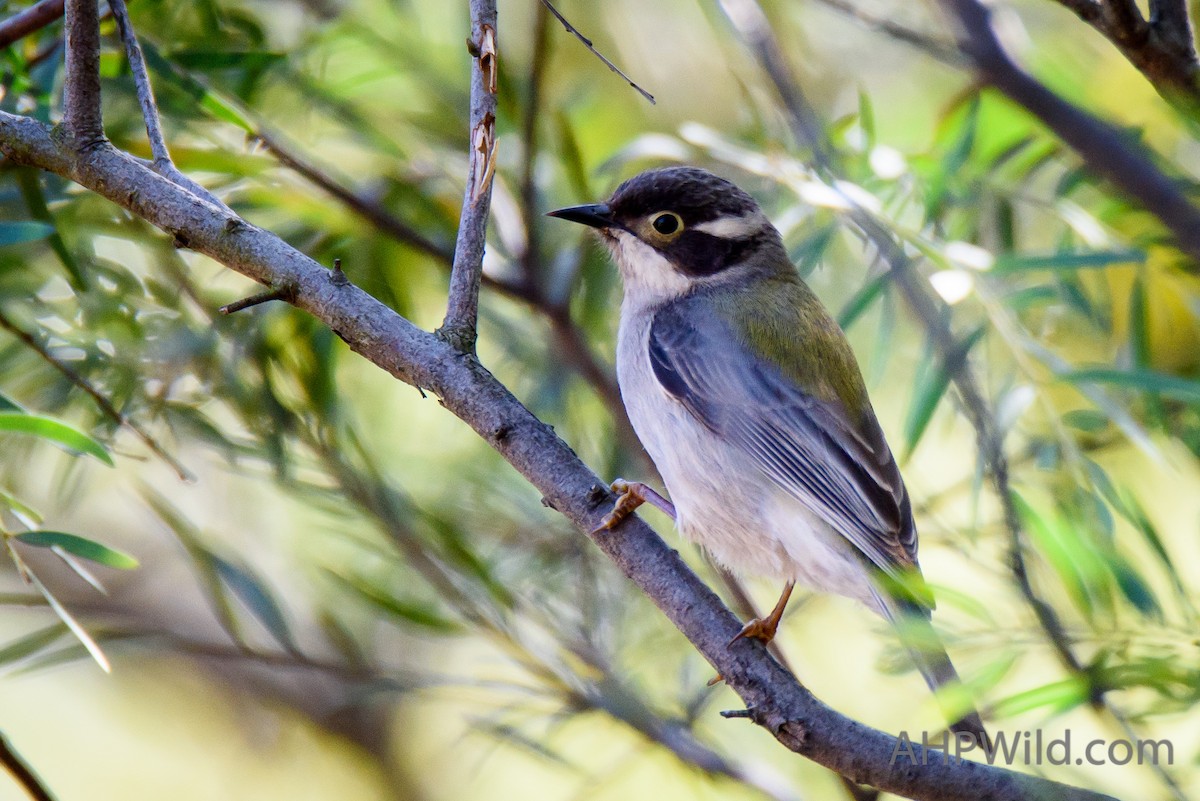 Brown-headed Honeyeater - ML65266081