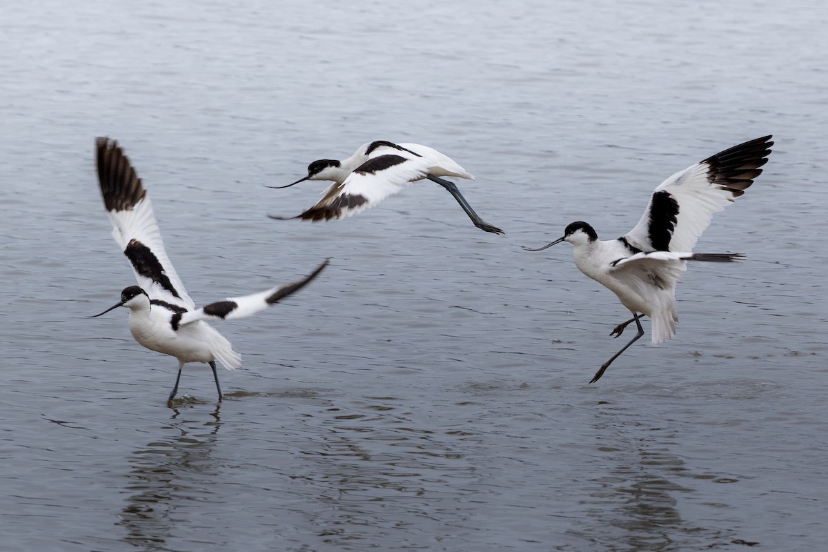 Шилоклювка - ML652660826