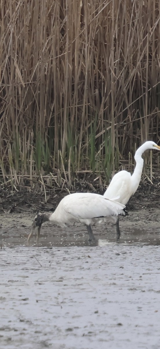 Great Egret - ML652660905