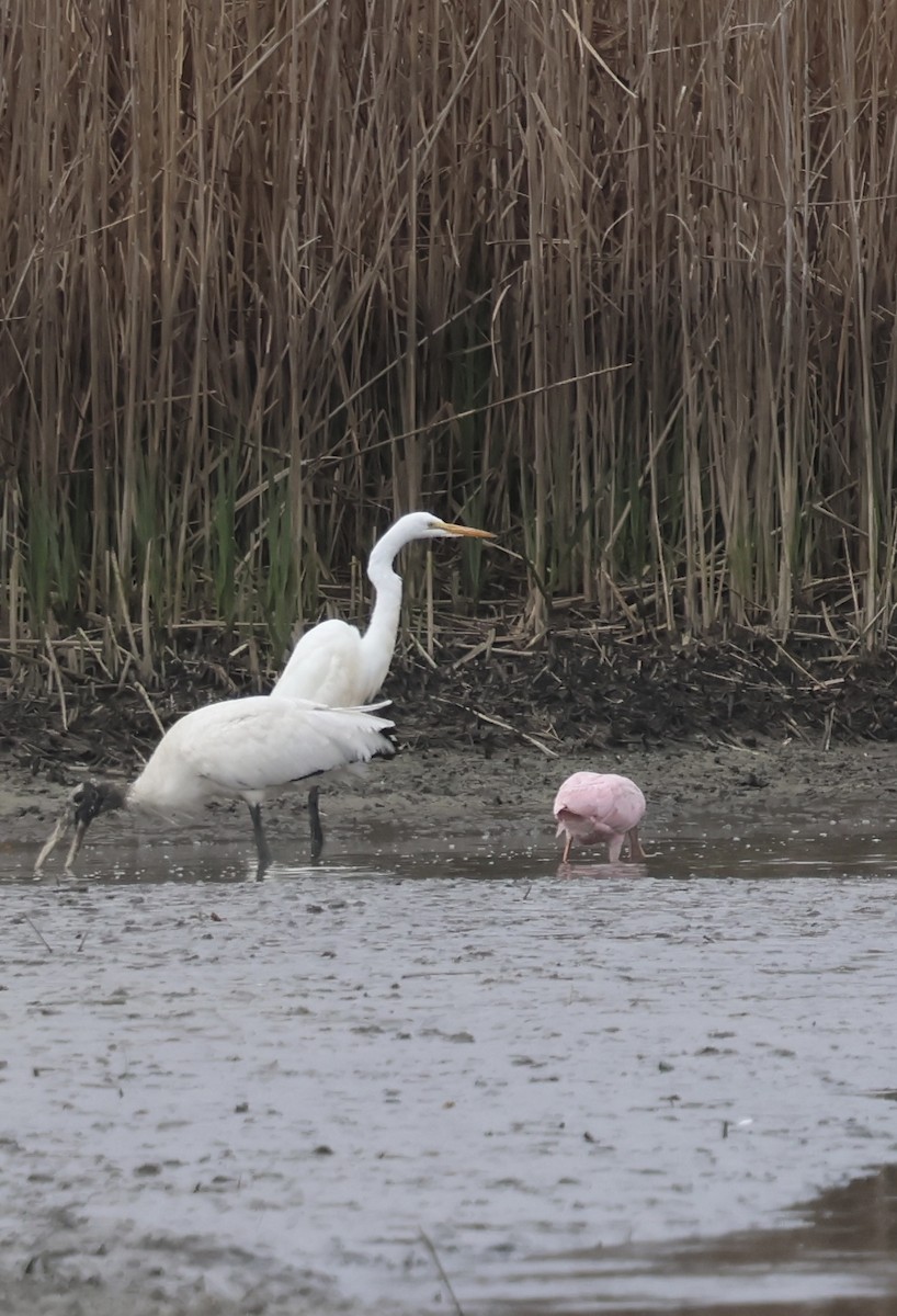 Great Egret - ML652660906