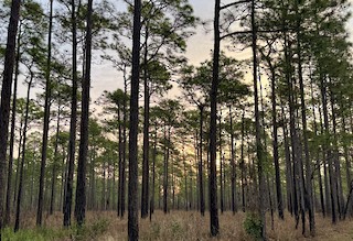 Santee Coastal Reserve (fall and winter restricted access), Charleston ...