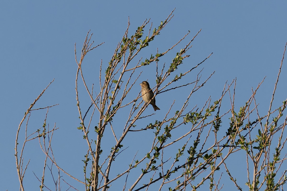 Пурпурная чечевица (californicus) - ML652661034