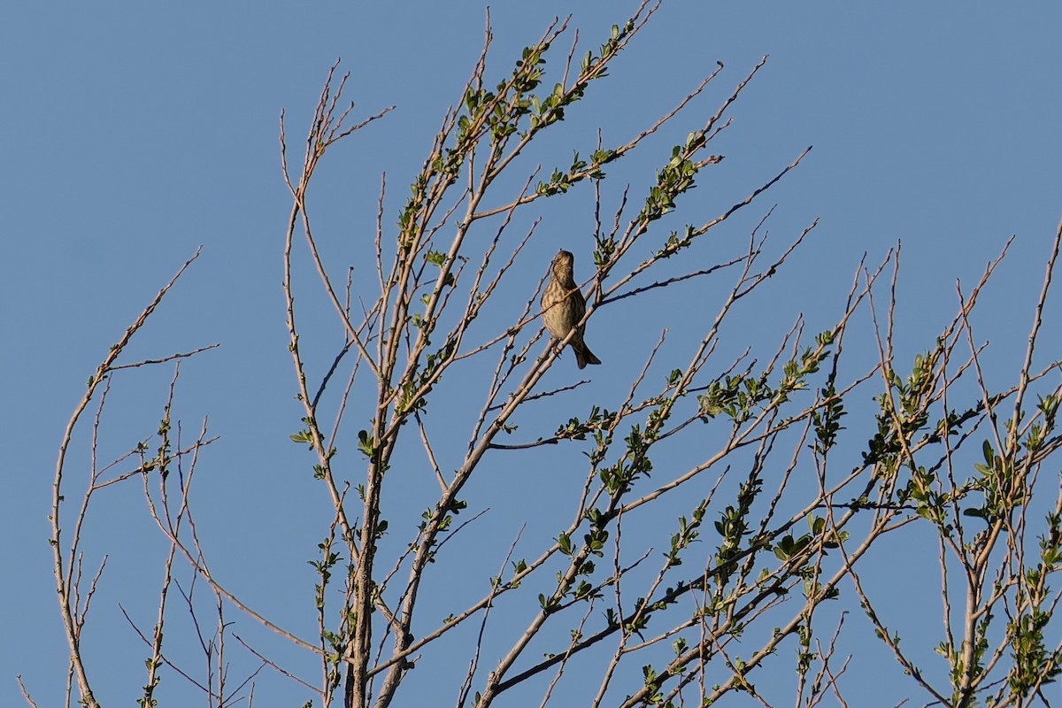 Пурпурная чечевица (californicus) - ML652661035