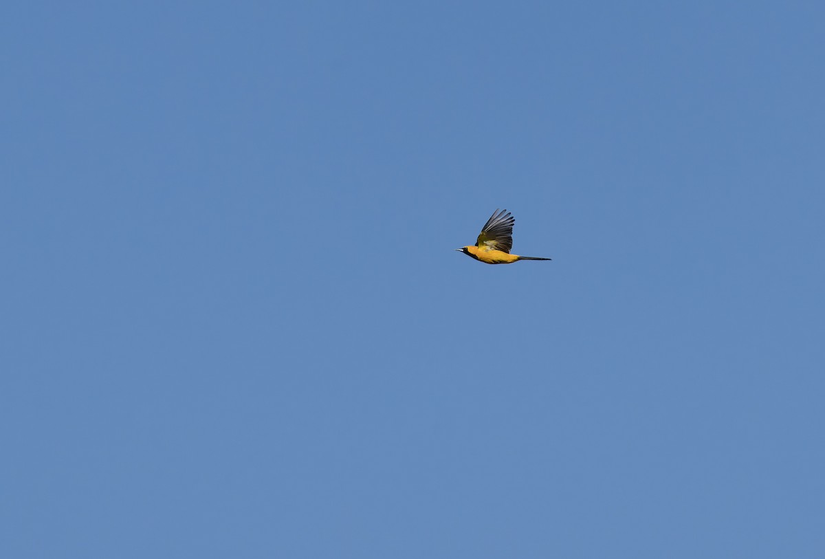 Масковый трупиал - ML652661045