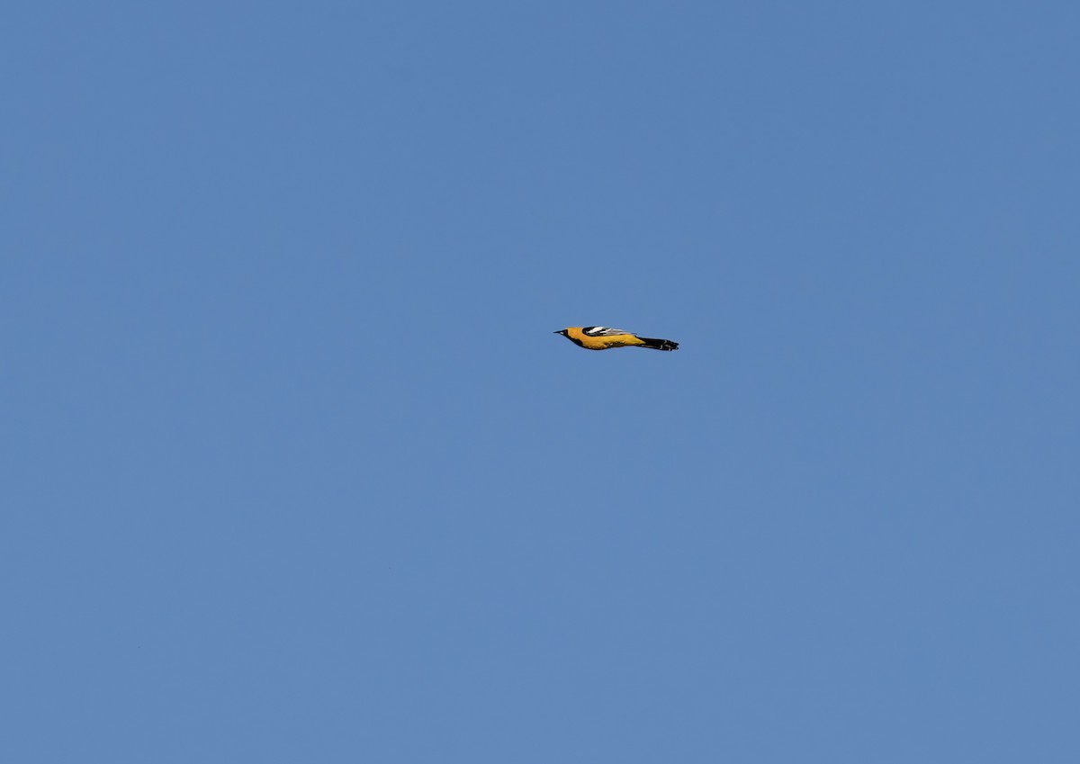 Масковый трупиал - ML652661046