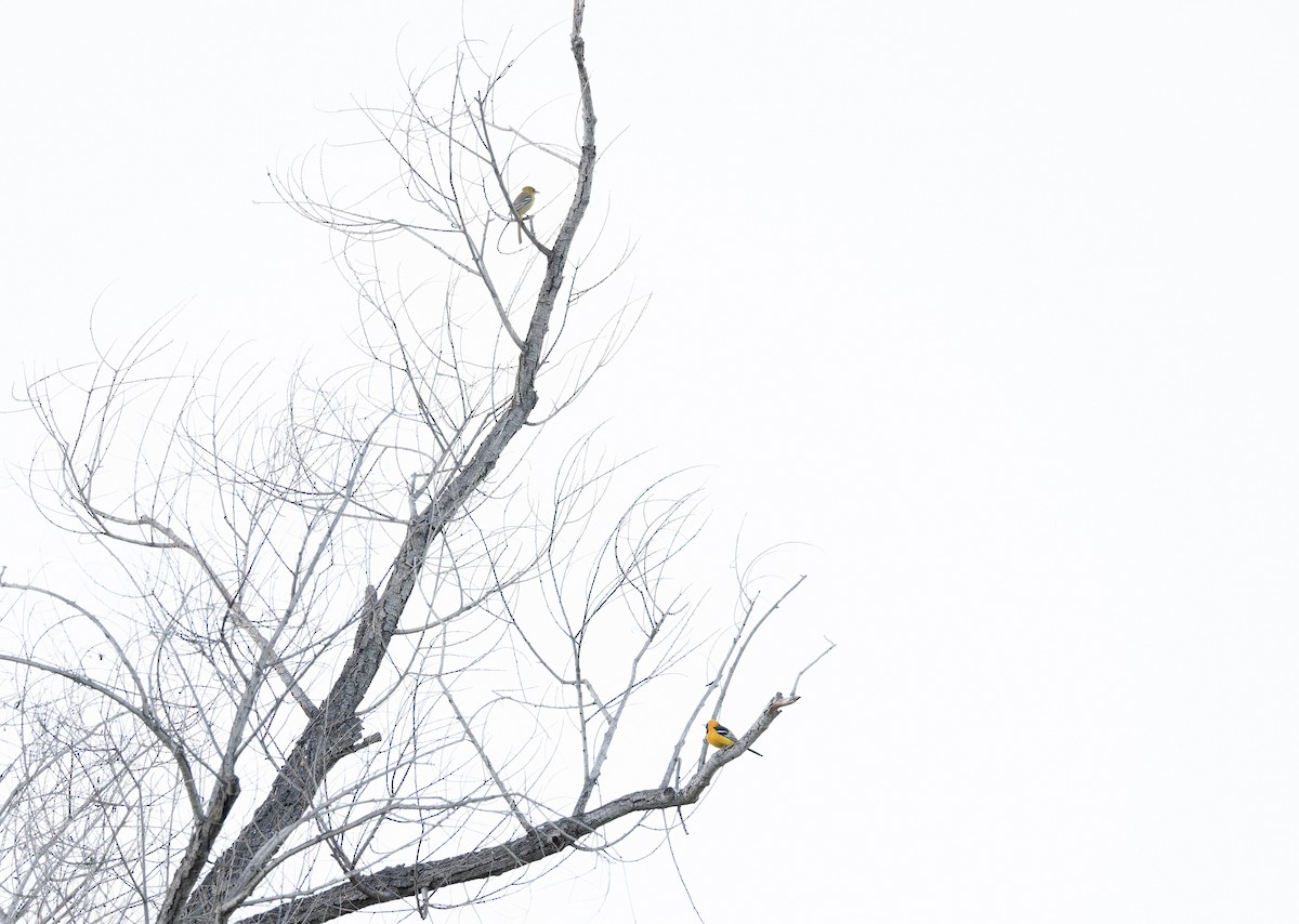 Масковый трупиал - ML652661047