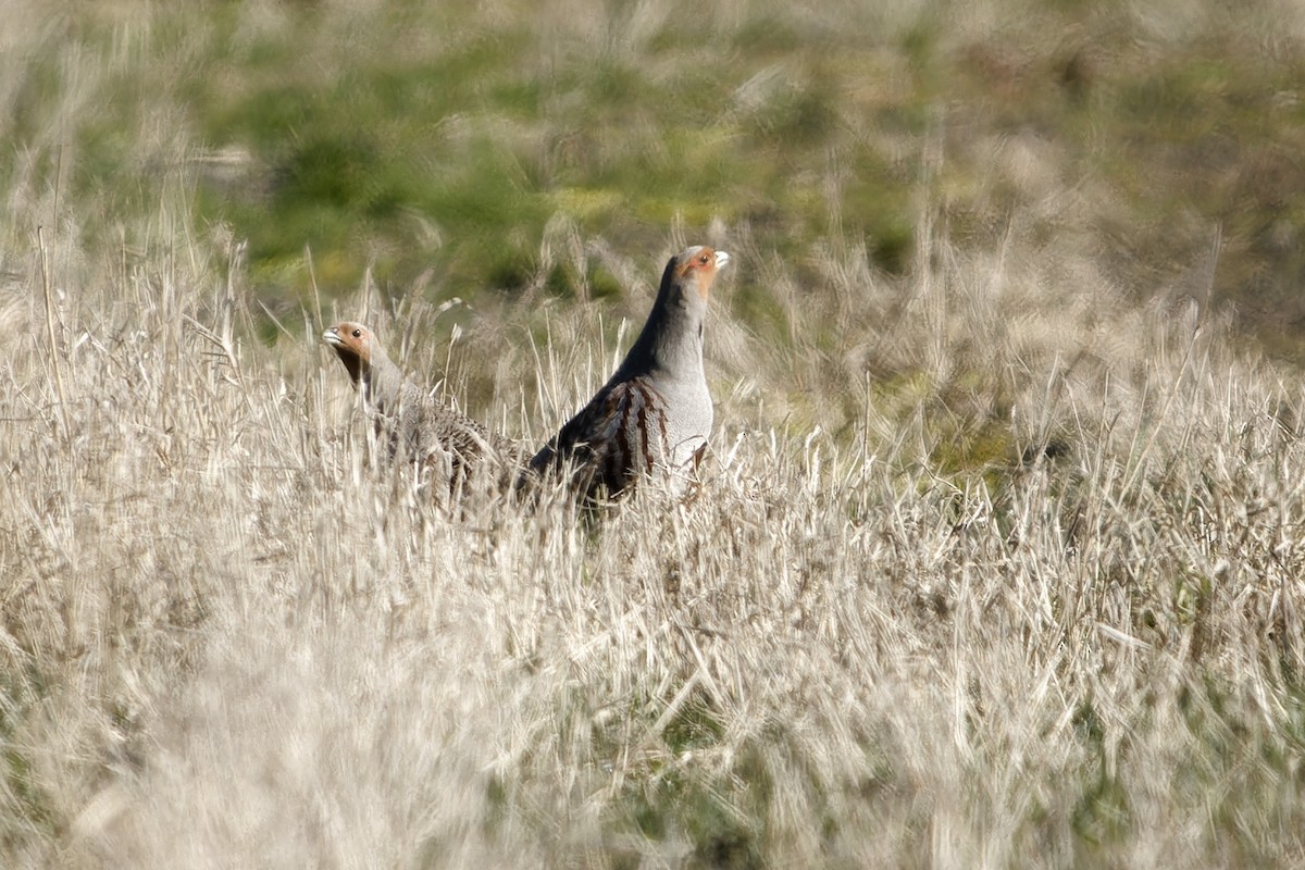 Gray Partridge - ML652661058