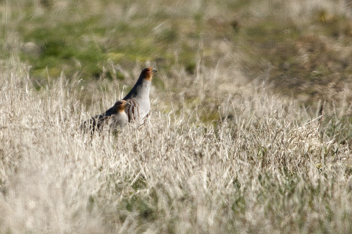 Gray Partridge - ML652661059