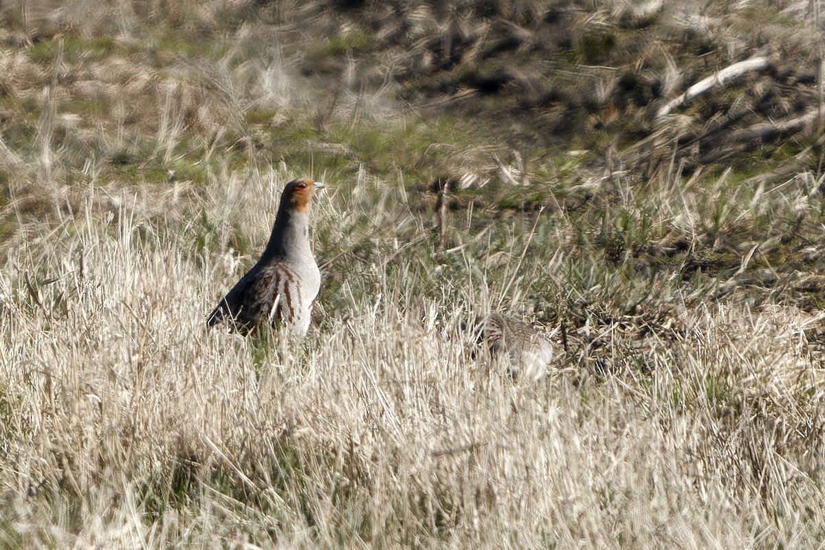 Gray Partridge - ML652661060