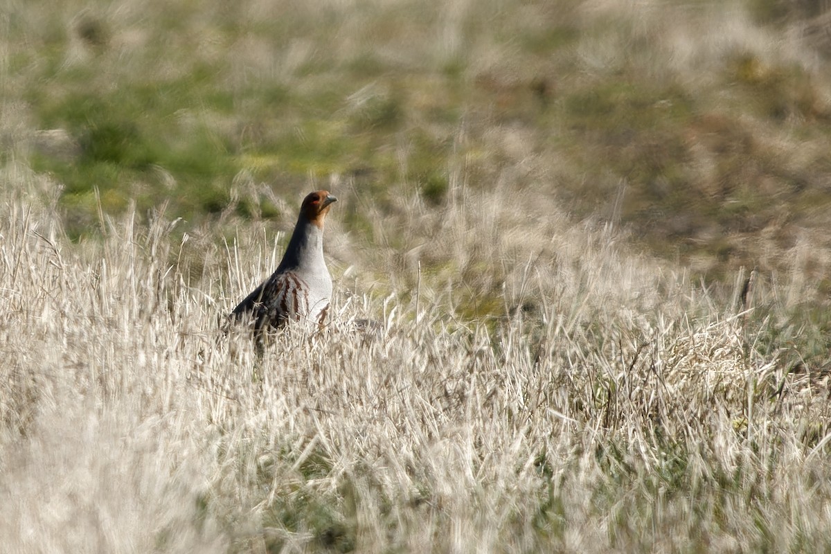 Gray Partridge - ML652661061