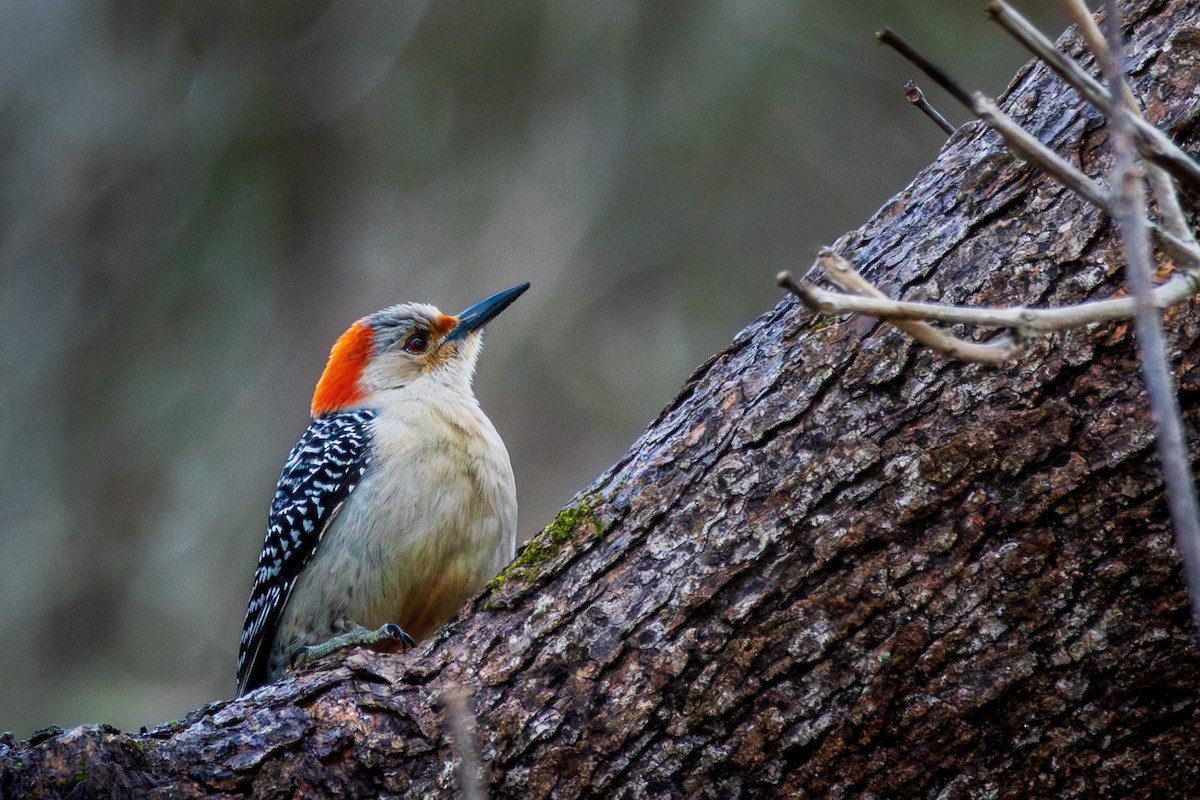 Red-bellied Woodpecker - ML652661190