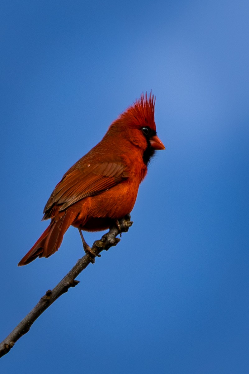 Northern Cardinal - ML652661207