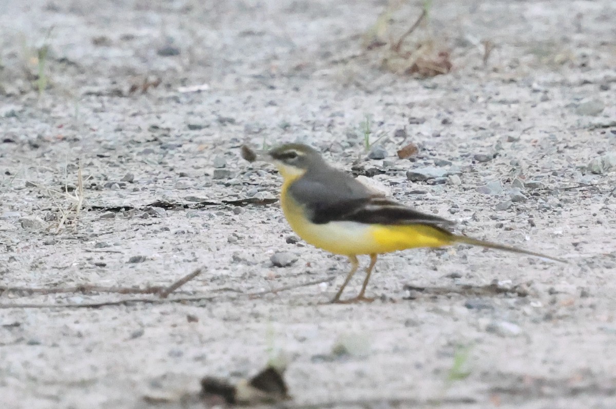 灰鶺鴒 - ML652661239