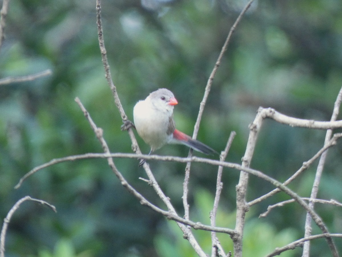 Fawn-breasted Waxbill - ML652661366