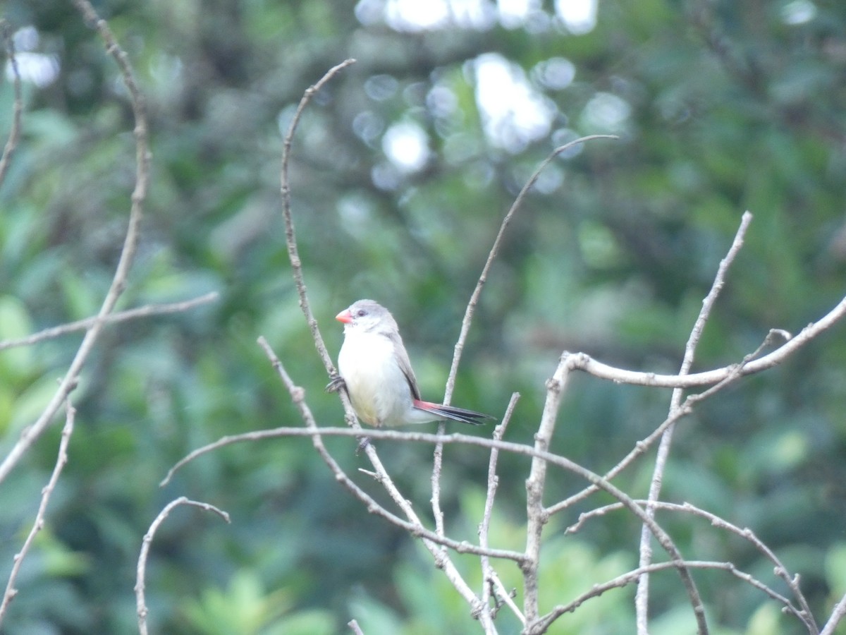 Fawn-breasted Waxbill - ML652661368