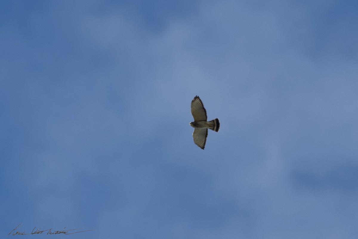 Broad-winged Hawk - ML652661418