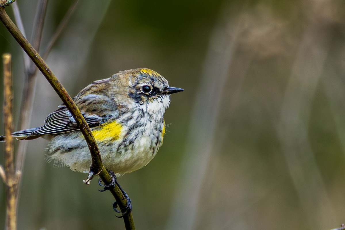 Yellow-rumped Warbler - ML652661497