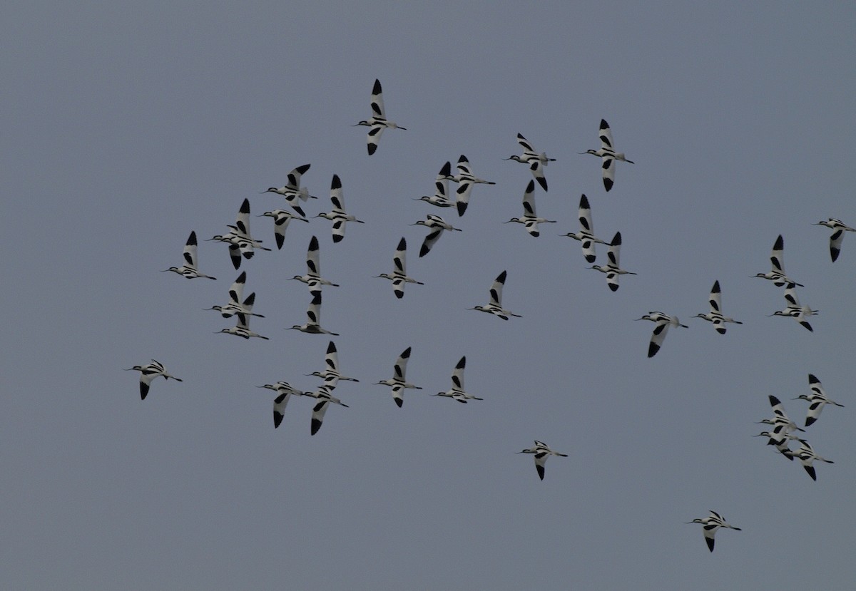 Шилоклювка - ML652661602