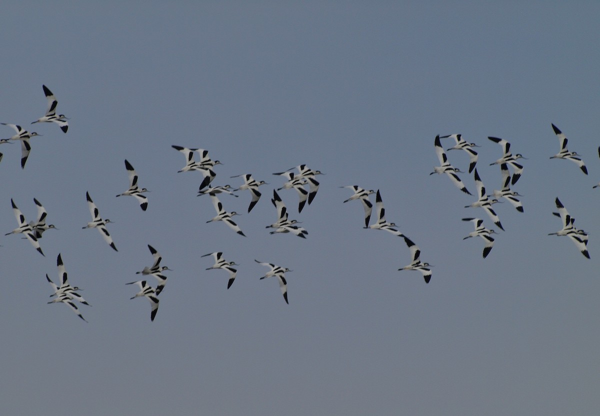 Шилоклювка - ML652661603