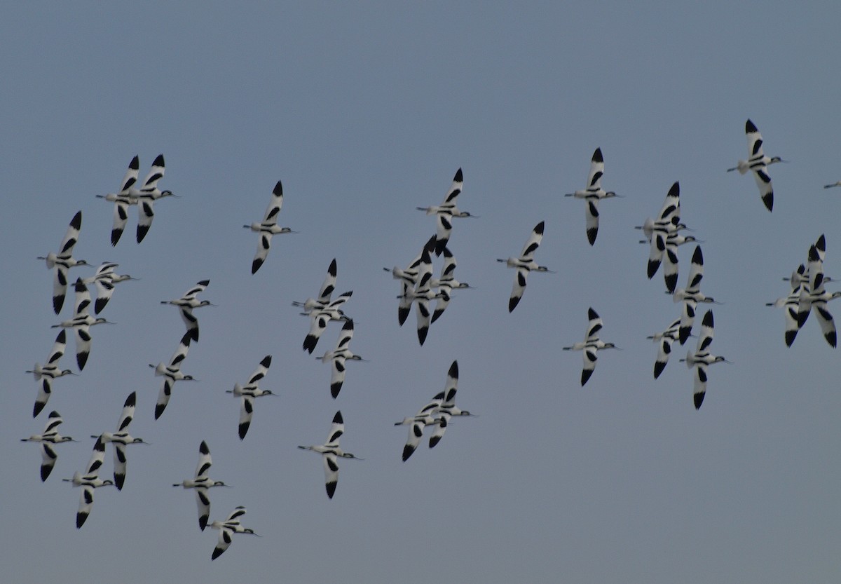 Шилоклювка - ML652661604