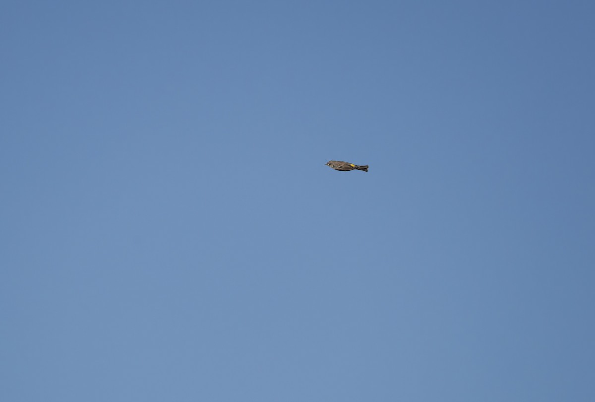 Миртовый певун (auduboni) - ML652661682