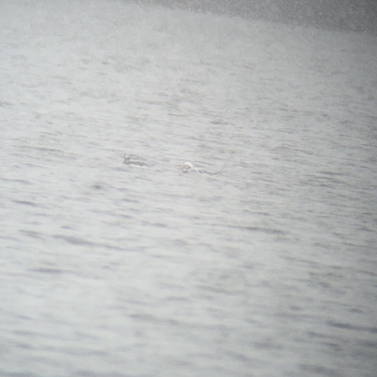 コオリガモ - ML652661686