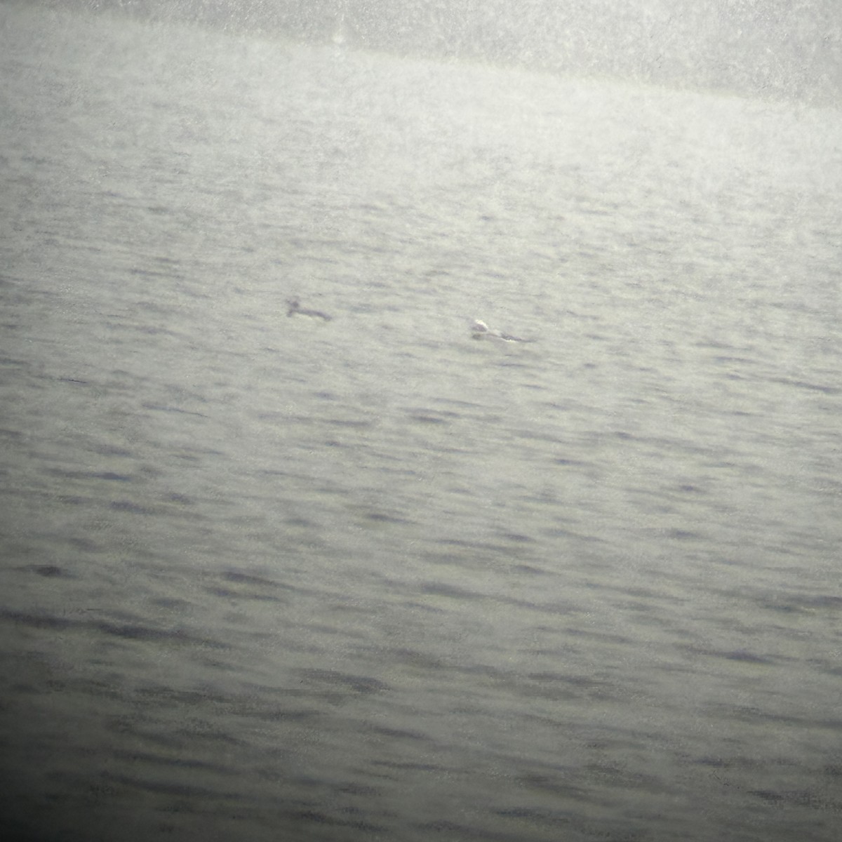 コオリガモ - ML652661688