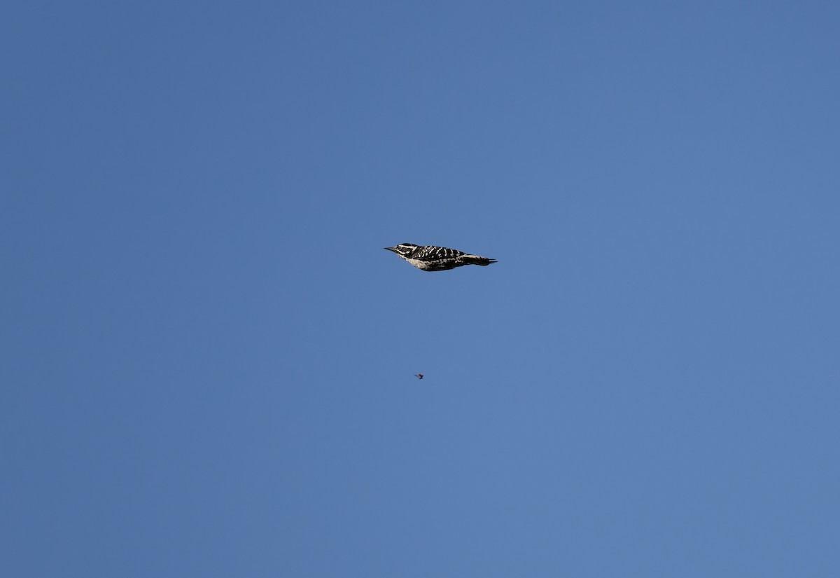 Калифорнийский дятел - ML652661696