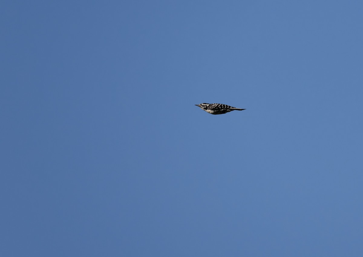 Калифорнийский дятел - ML652661697