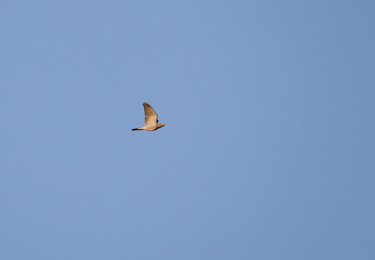 Полосатохвостый голубь - ML652661712