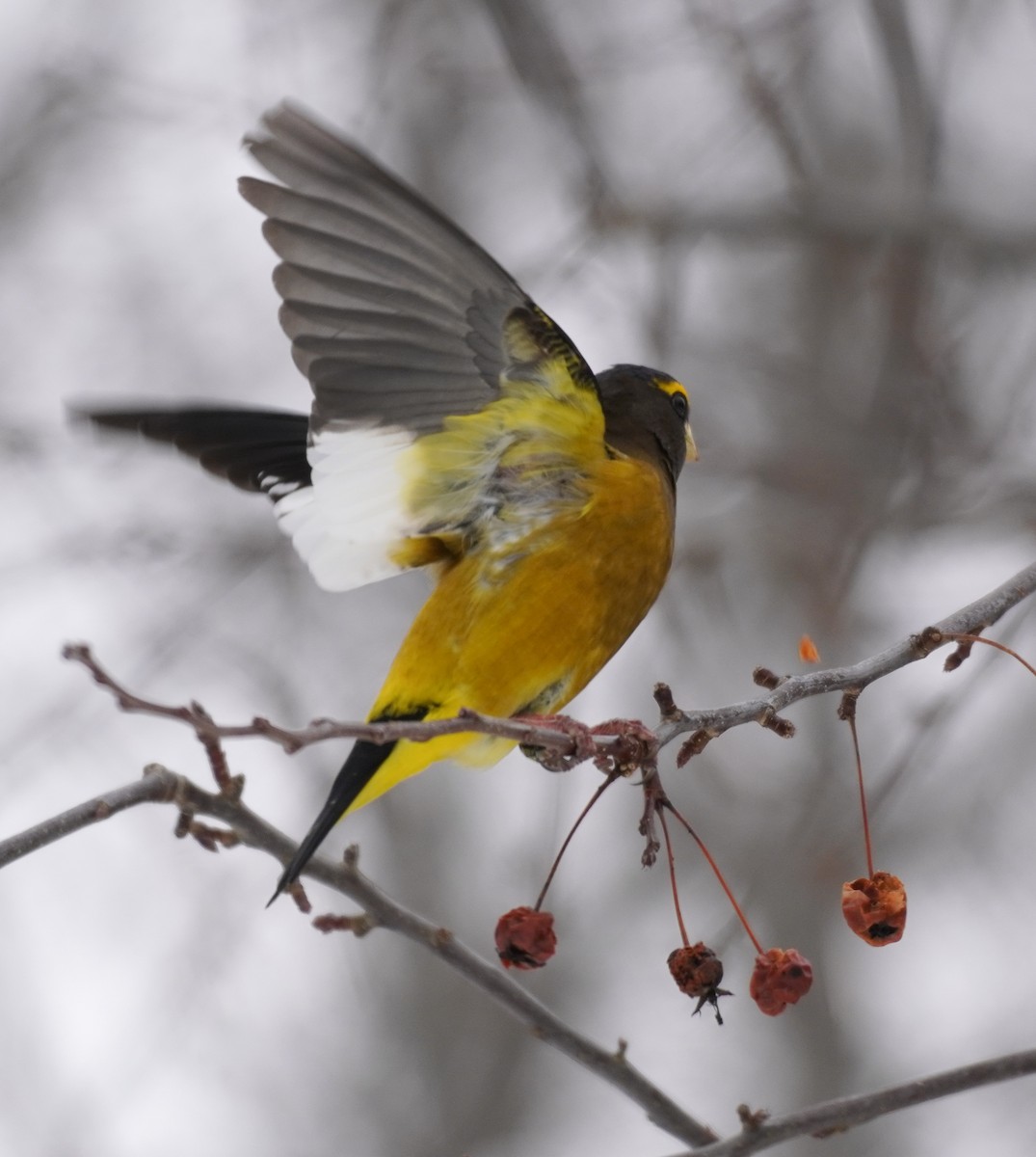 Evening Grosbeak - ML652661872