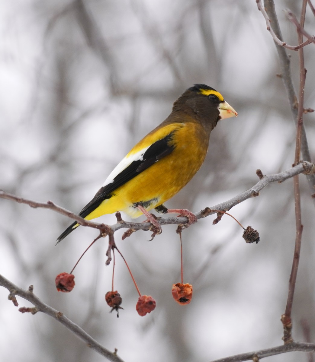 Evening Grosbeak - ML652661874