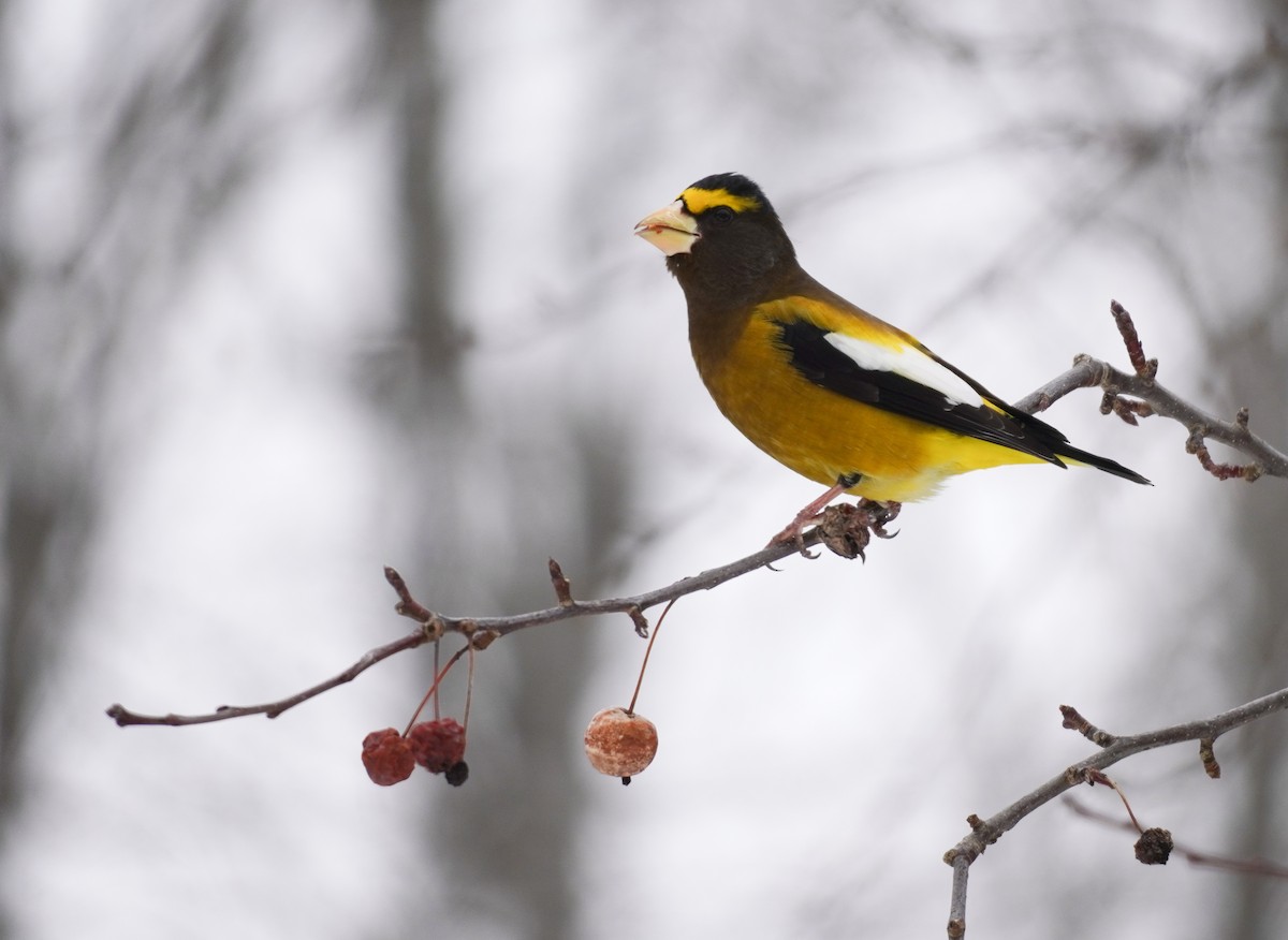 Evening Grosbeak - ML652661875