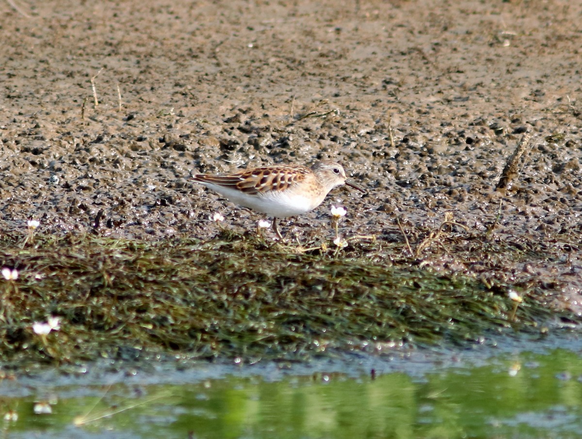 Least Sandpiper - John Drummond