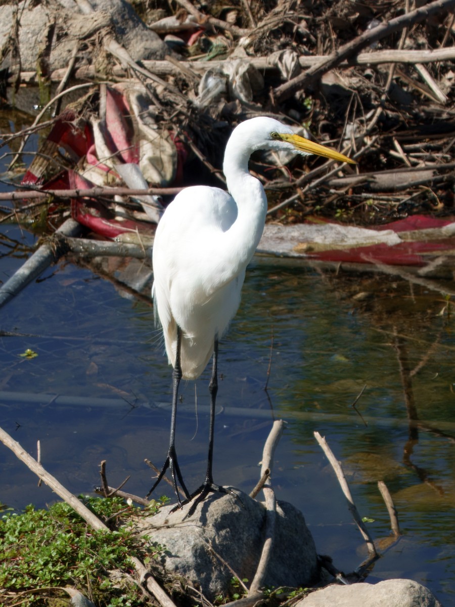 Great Egret - ML652661961