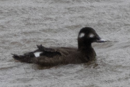 White-winged Scoter - ML652661996