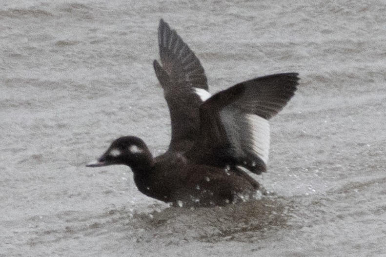 White-winged Scoter - ML652661998