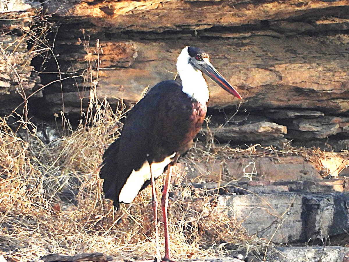 Asian Woolly-necked Stork - ML652662001